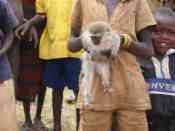 Vervet Monkey