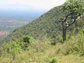 Rough Terrain