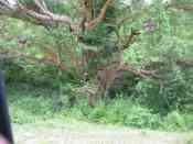Large Tree